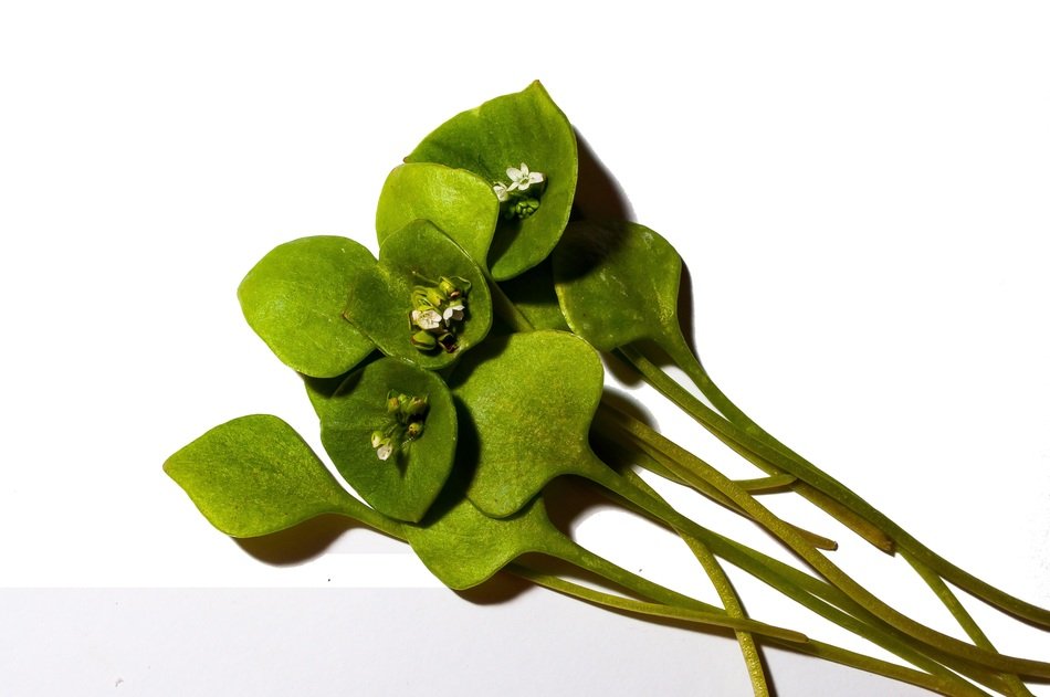postelein - annual plant