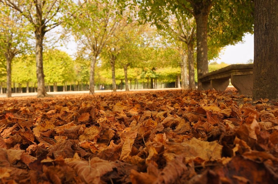 leaves paris