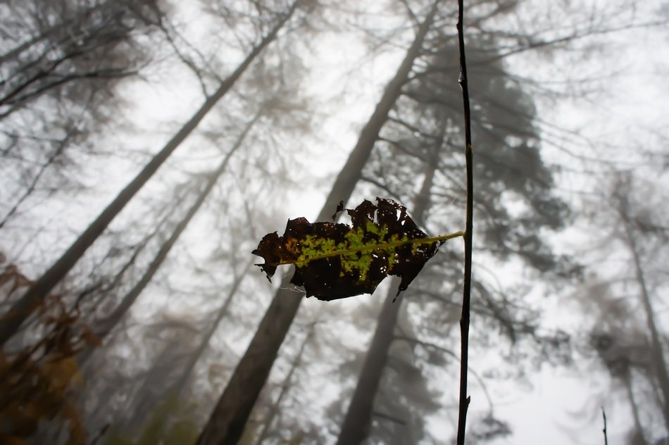 dry leaf on branch in forest