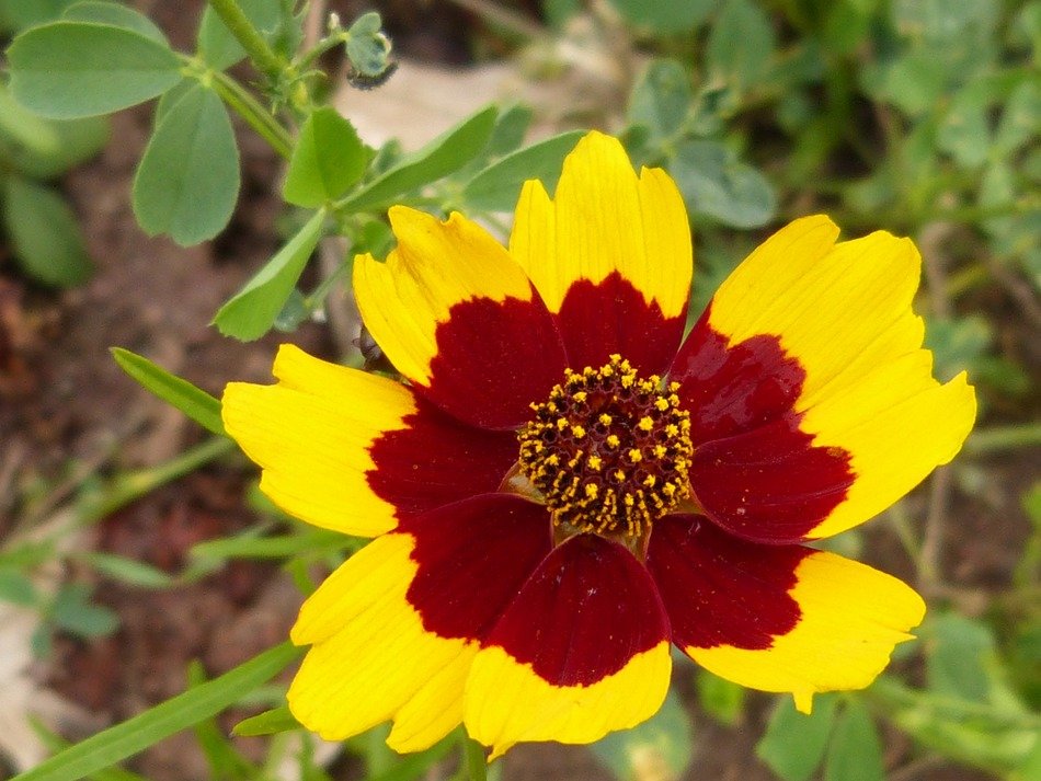 Beautiful yellow and red blossoming flower