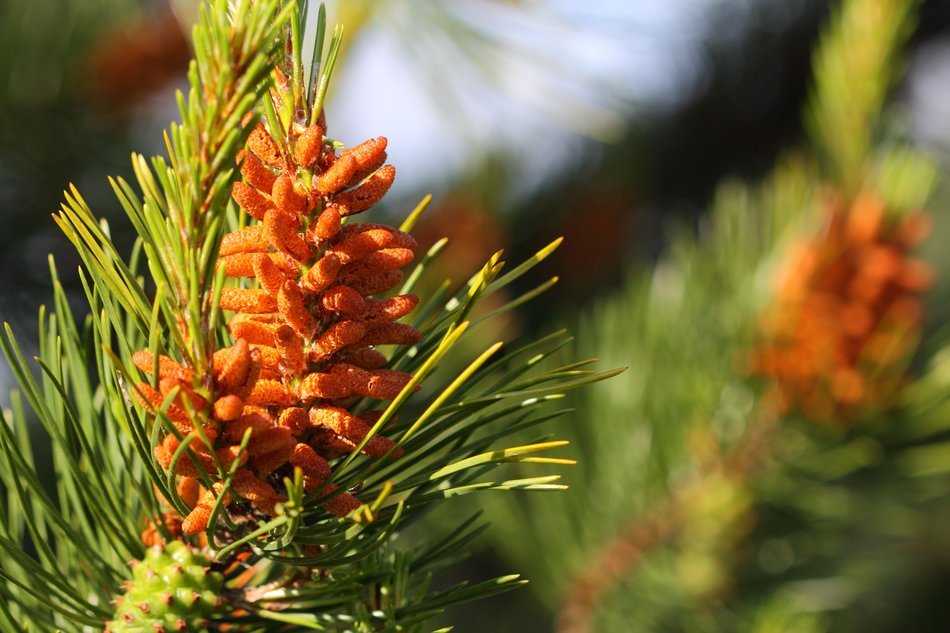 brown flowers on pine