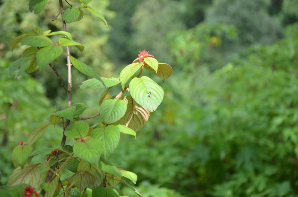 green plant near the bushes in the forest