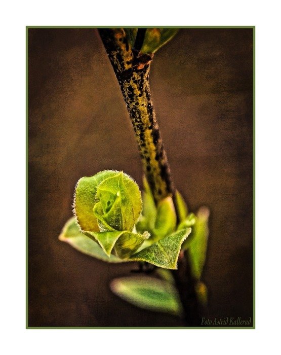 Blossom on a branch