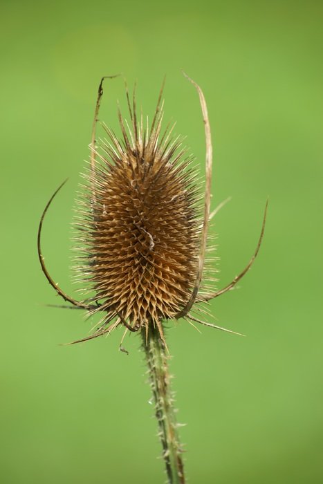 fuller's teasel