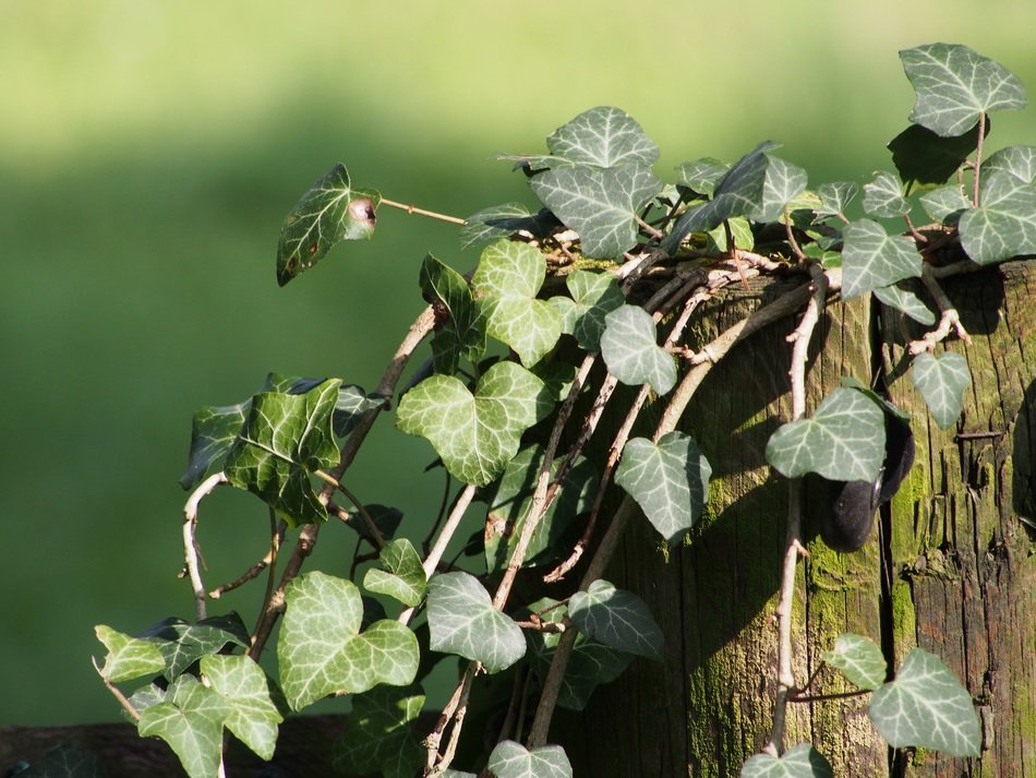 green curly ivy