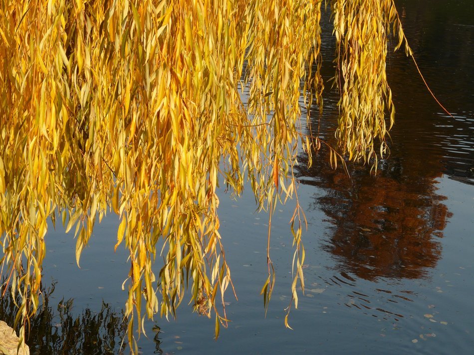 yellow willow leaves over water