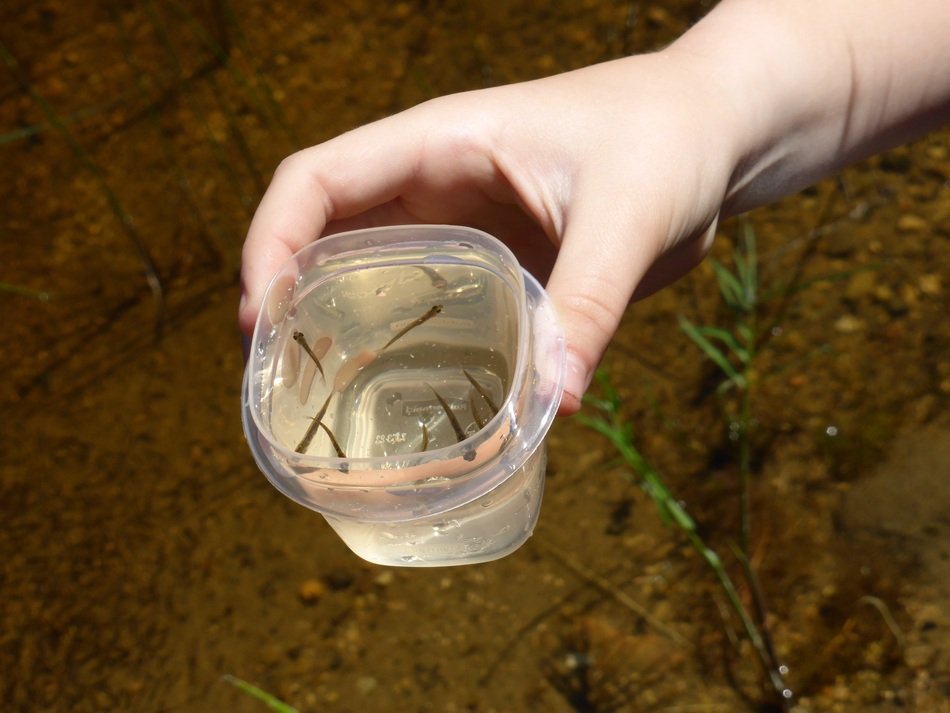minnows in plastic container in hand above water