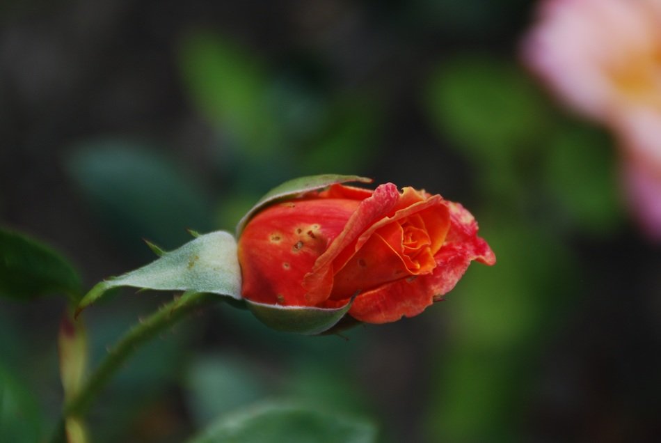 red rose bud in the garden