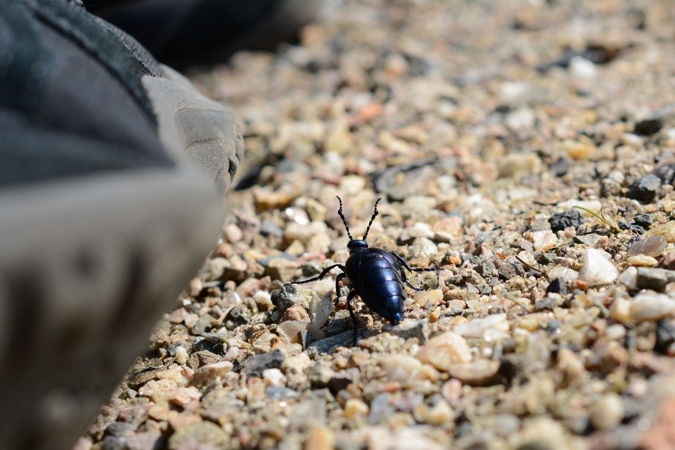 extraordinarily beautiful beetle insect