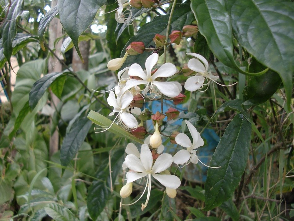 flower wathu sudda