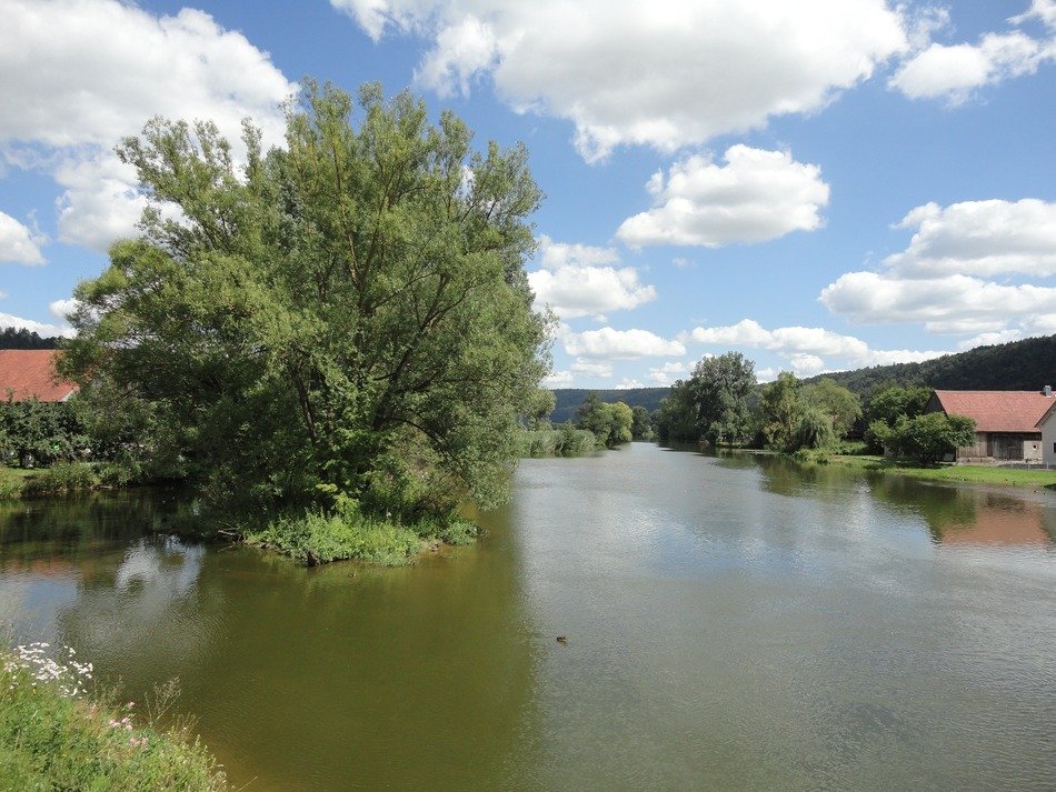 green tree in the water
