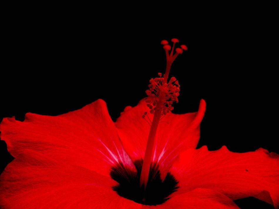 bright red flower in black background