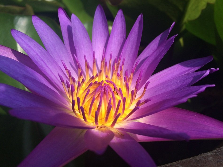 purple flower in the glare of light