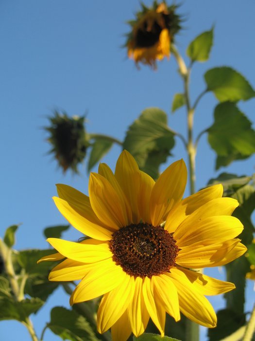 beautiful sunflower and blue sky closeup