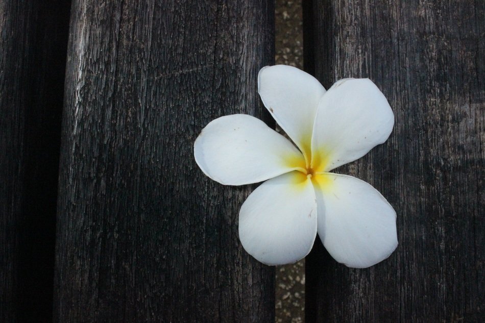 flower with white petals lies on the board