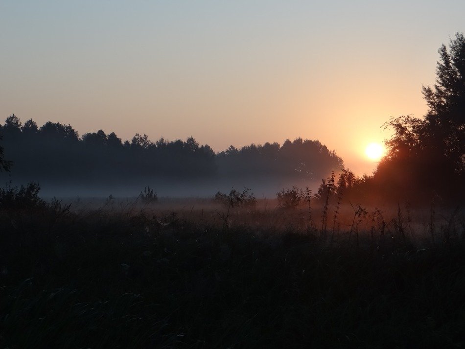 fog over the meadow in the morning