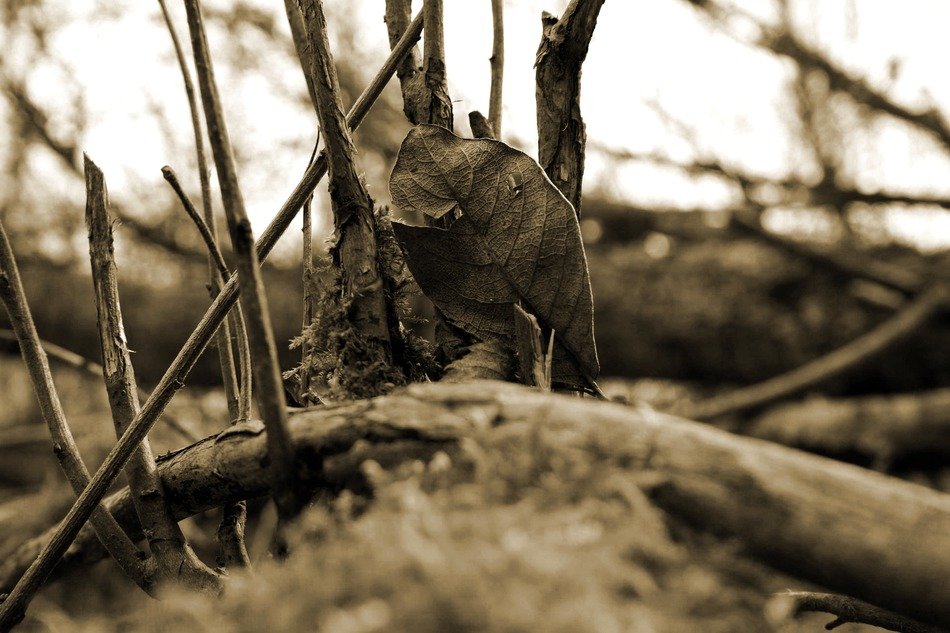 dead tree leaf