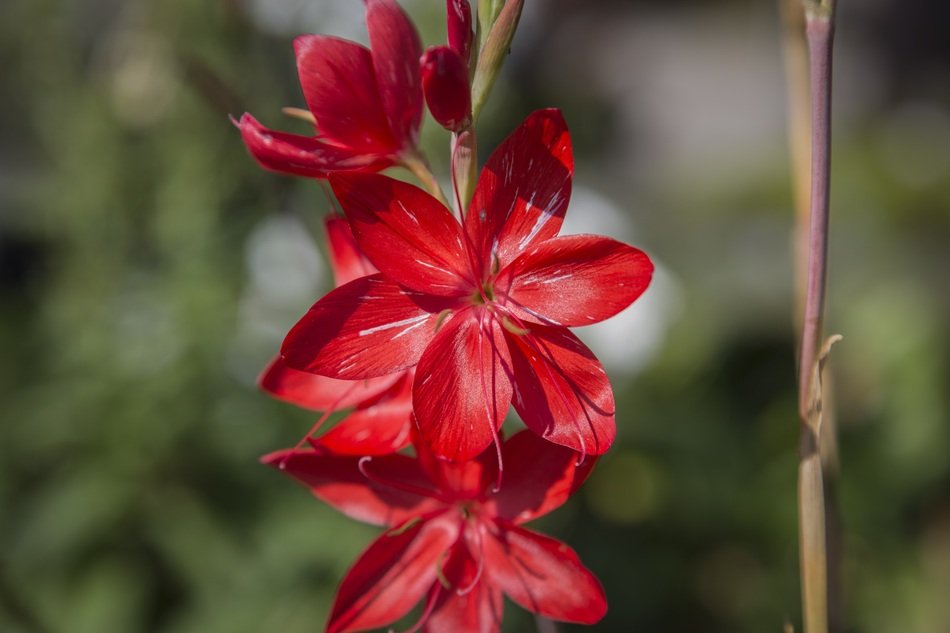 scarlet flowering buds on the branch