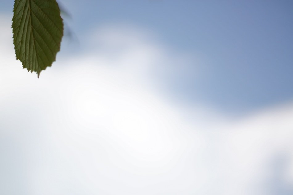 leaf on the sky