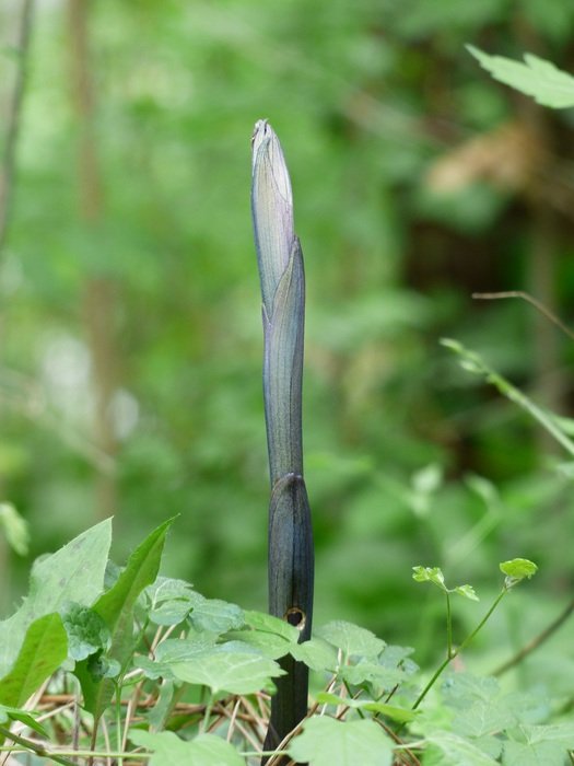 sprout plant in the grass at blurred background