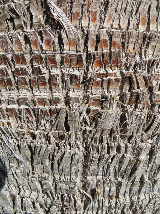 the bark of the palm trees