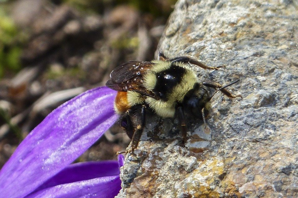 bumble bee sitting on the rock