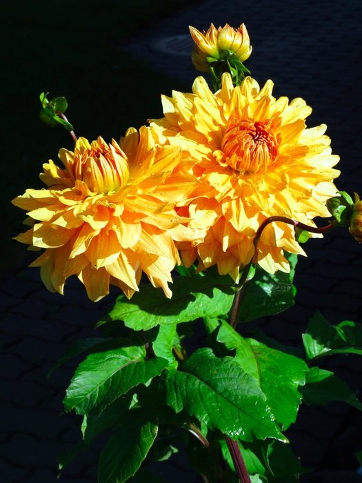 lush orange flowers with buds on a dark background