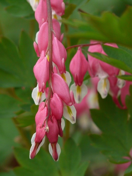 bleeding heart flower among green leaves