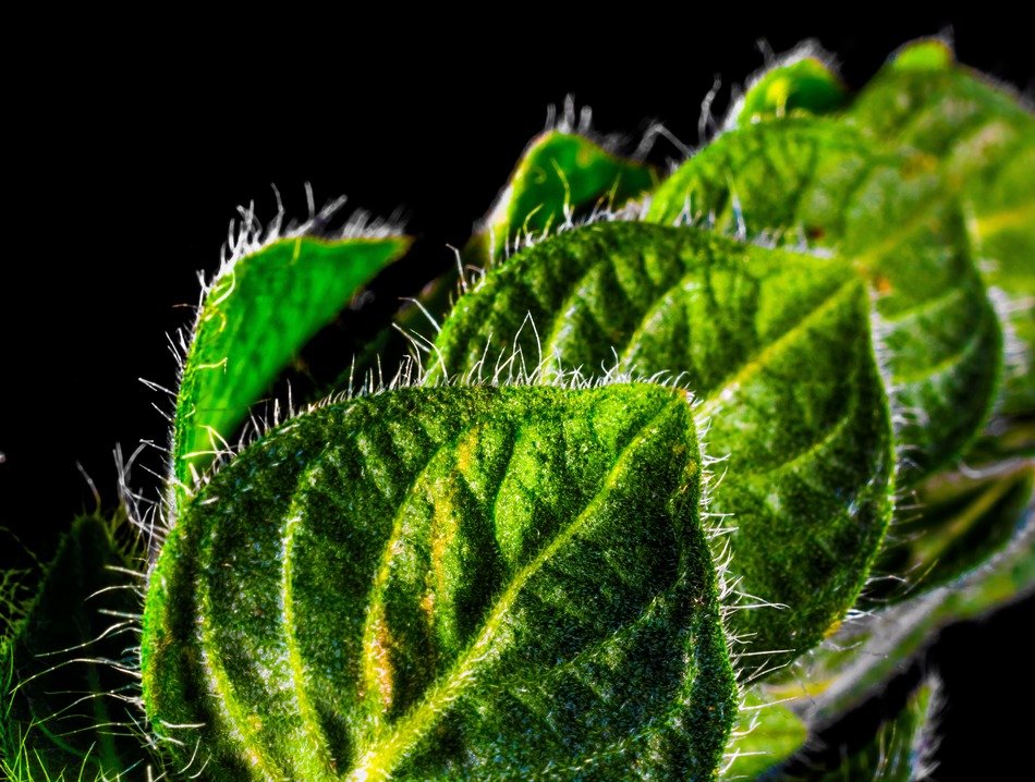 furry leaves of the plant