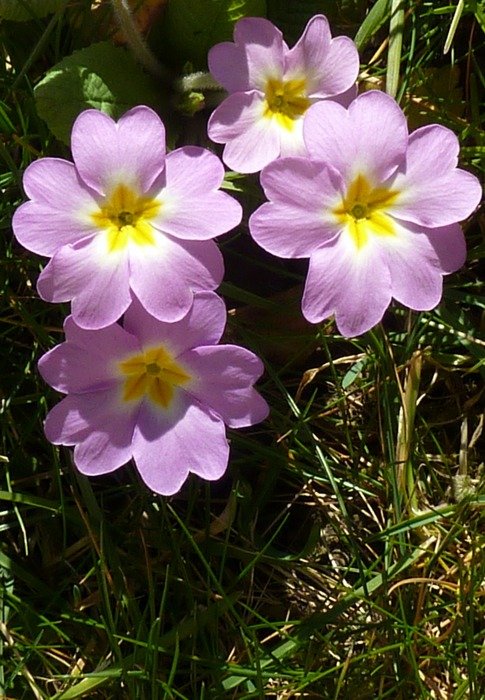 pink primroses under the bright sun