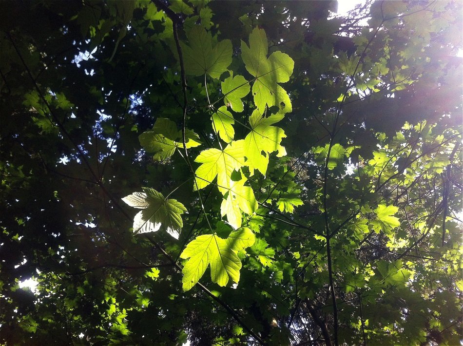 magnificent leaves