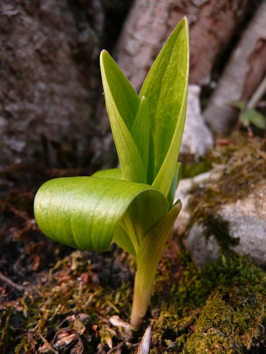 spring growth