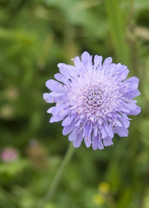 pale purple wildflower