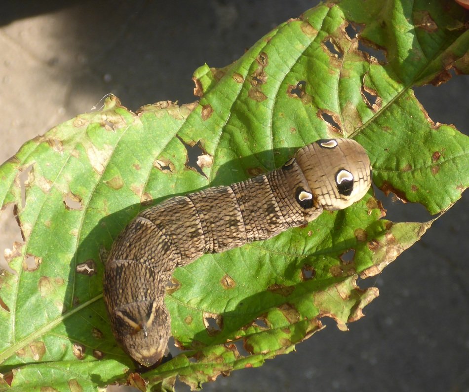 Big caterpillar on the leaf