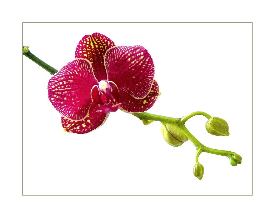 clipart of tropical flowers on a white background