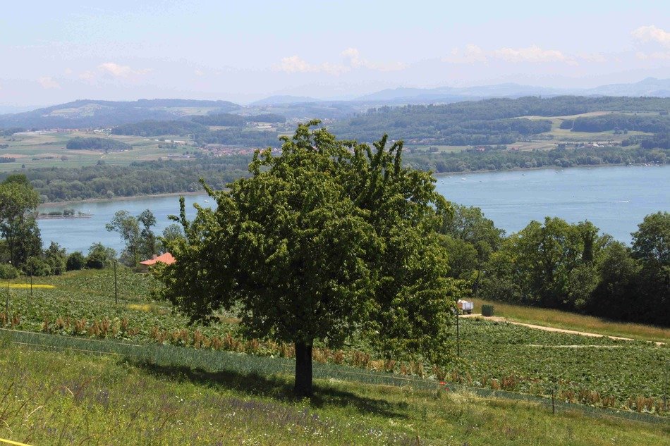 panorama of beautiful nature near lake murten