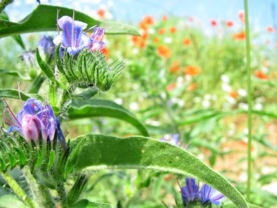 close-up shot of flowers in the meadow