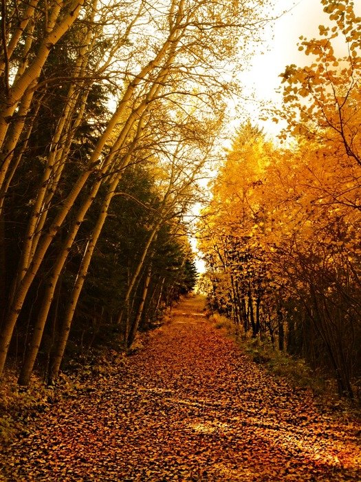 trees with yellow leaves near the trail in the forest