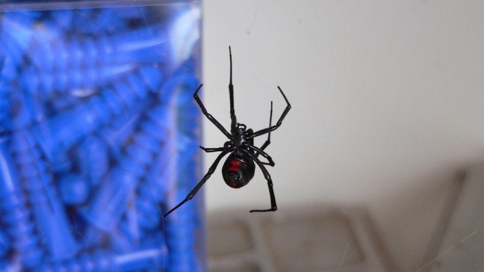 enchanting black spider