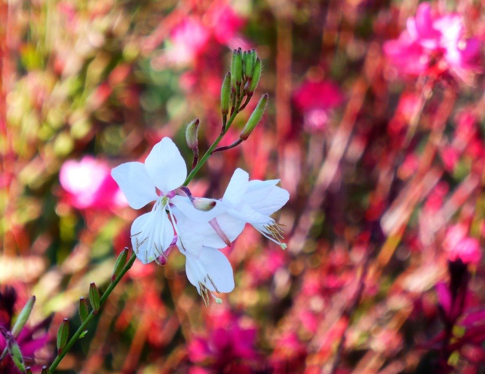 Close-up of the beautiful white flowers