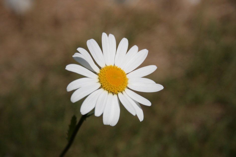 white daisie, blurred background