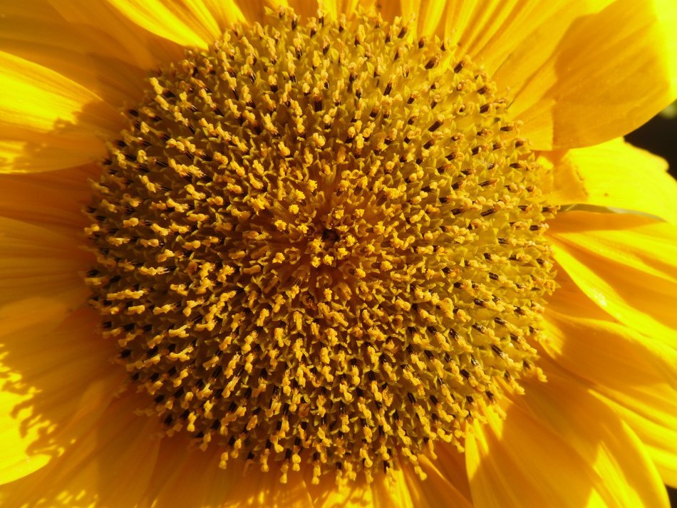 core of the solar flower closeup