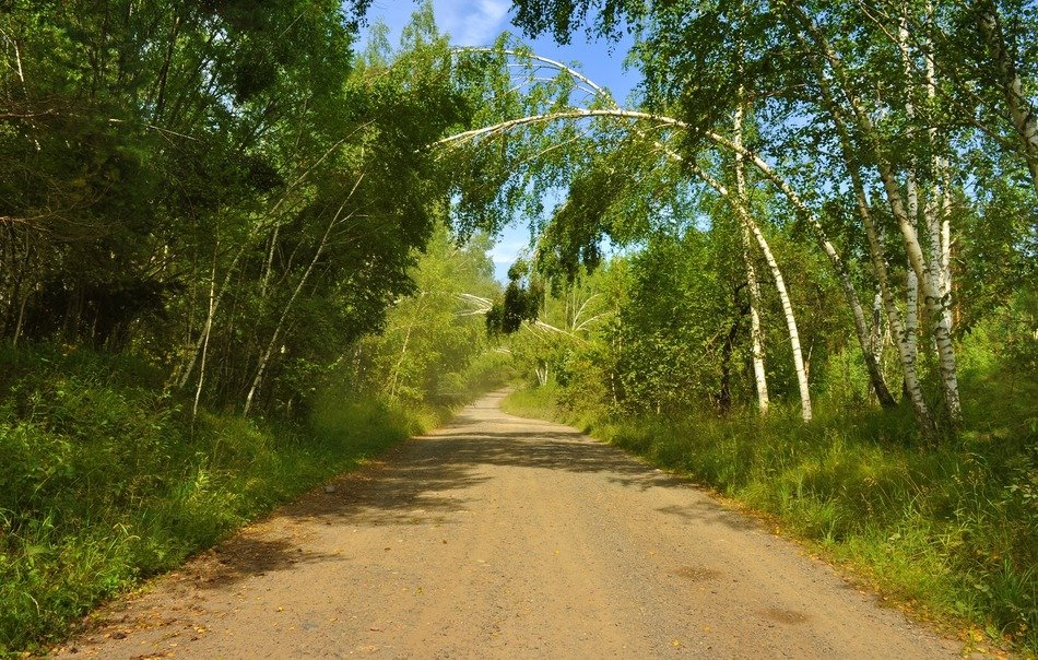 forest road through arches of trees