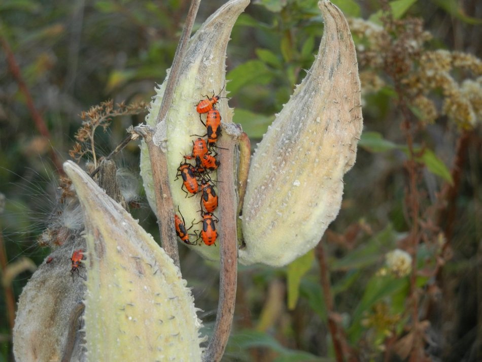 oncopeltus fasciatus, milkweed insects on plant