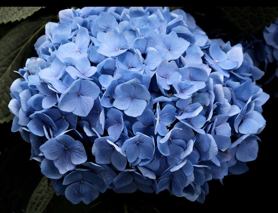 spherical inflorescence of blue hydrangea