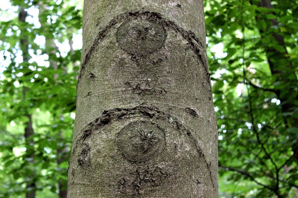 two bitches on a tree trunk