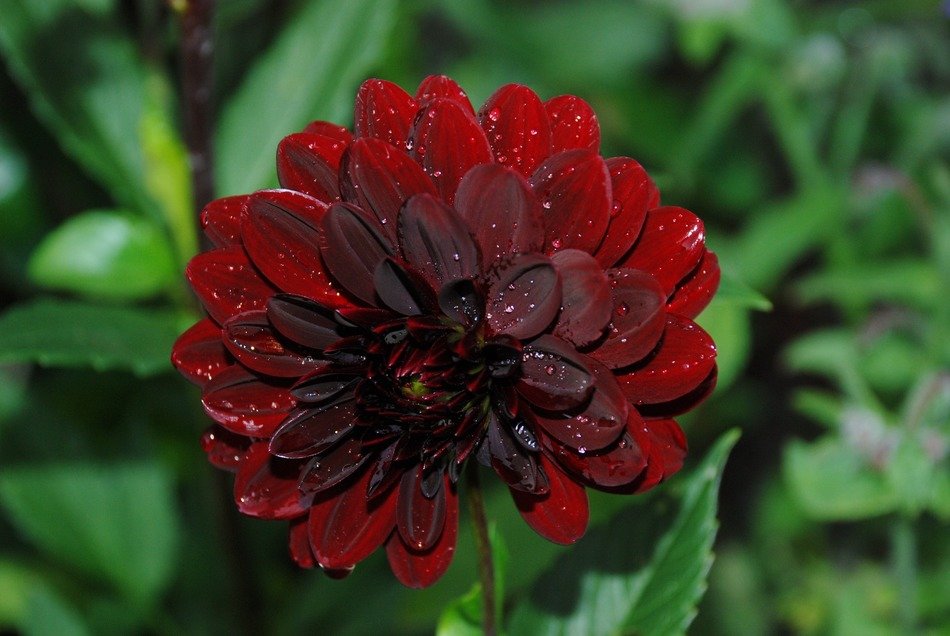 burgundy leaf flower