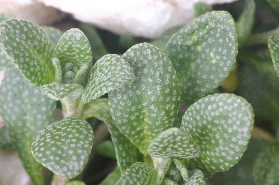 incredible alyssum ovirense plant