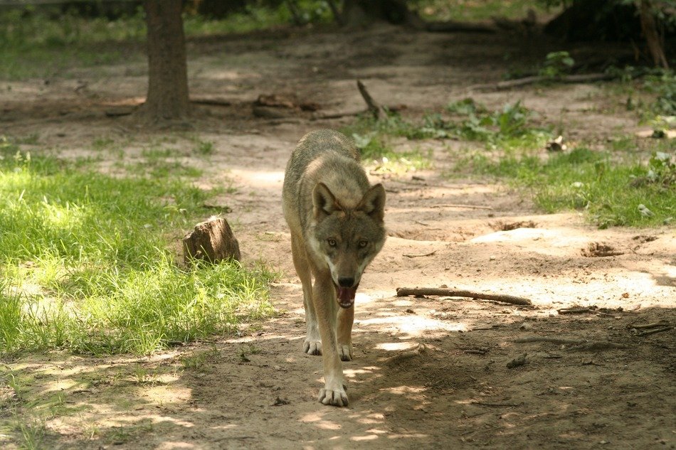 wolf on the trail in the forest