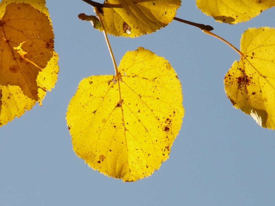 view of the sky through yellow leaves of linden